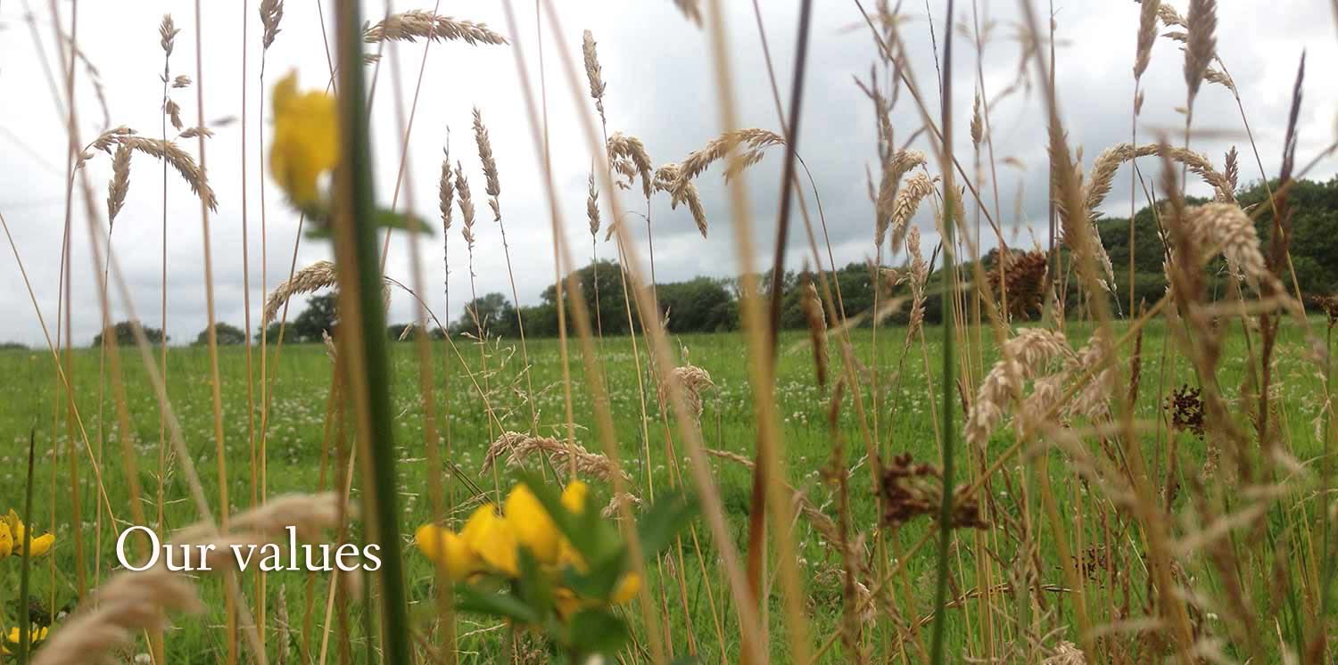 Grasses and wildflowers on our farm in Devon