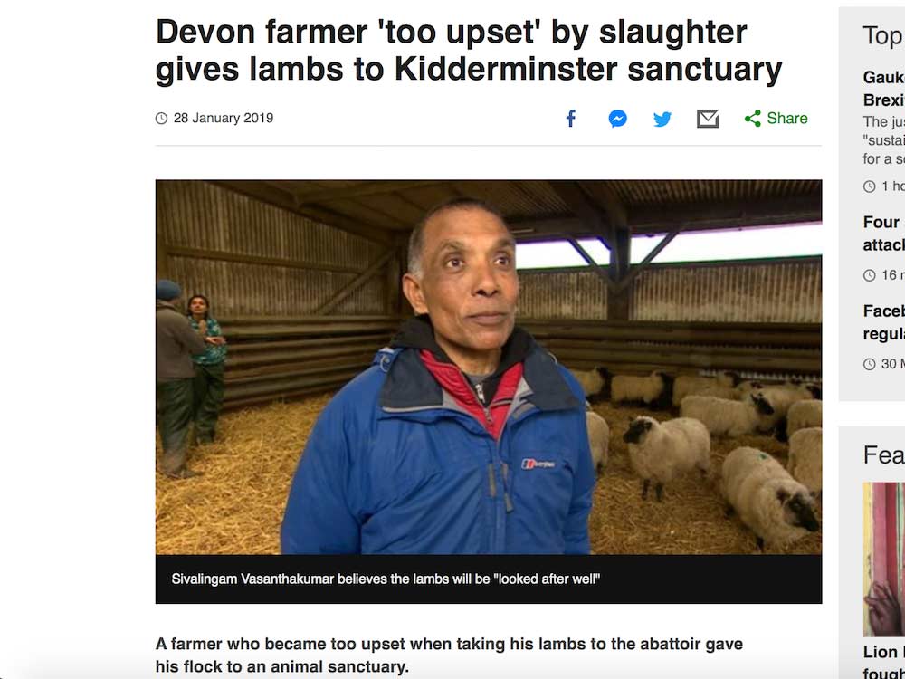 BBC news sanctuary sheep