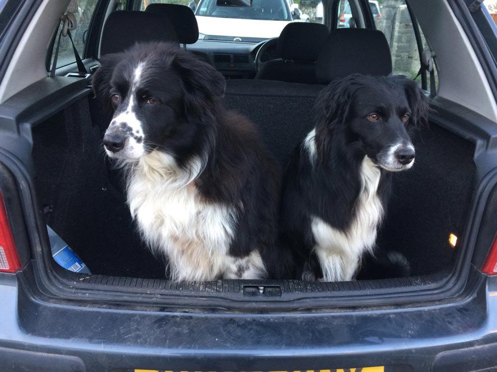 Woodie and Tiger, our border collies